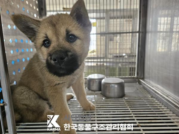 한국동물구조관리협회_441559202500260